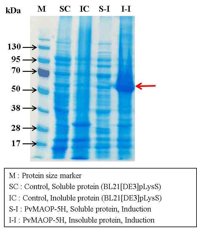 12.5% SDS-Poly-acrylamide gel electrophoresis of PvMAOP-5H recombinant protein expression. Recombinant protein was expressed as an insoluble protein form.