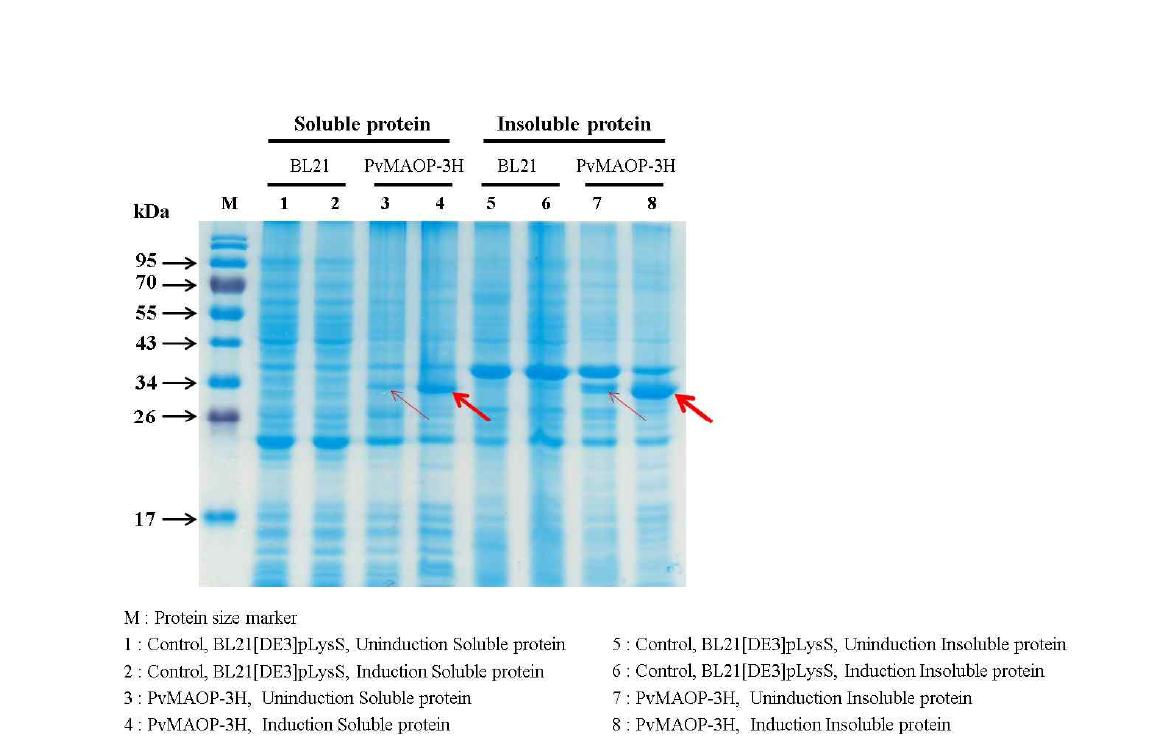 12.5% SDS-Poly-acrylamide gel electrophoresis of PvMAOP-3H recombinant protein expression. Recombinant protein was expressed as an insoluble protein form.