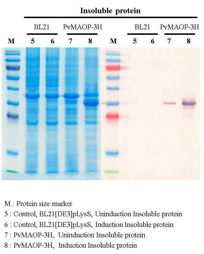 Western blotting of purified PvMAOP-3H recombinant protein.