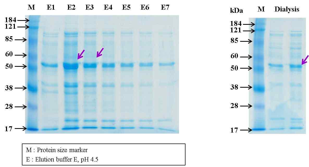 12.5% SDS-Poly-acrylamide gel electrophoresis of purified recombinant PvMAOP-5H protein