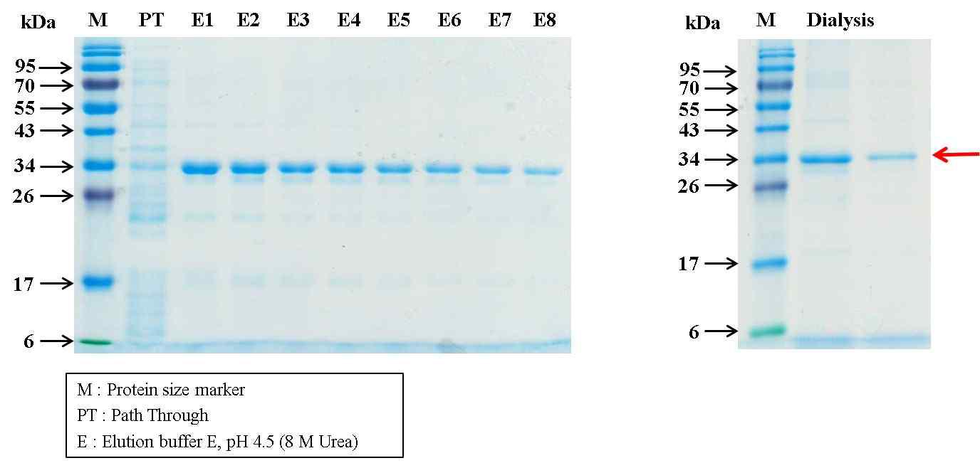 12.5% SDS-Poly-acrylamide gel electrophoresis of purified recombinant PvMAOP-3H protein