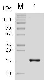 재조합 PvSOAP의 발현 및 정제. The gene of PvSOAP was cloned into pQE-30 expression vector and transformed into E. coli M15[pREP4]. Expression of the recombinant protein was induced with 1 mM IPTG at 37℃ for 3 h. The recombinant protein was purified with Ni-NTA affinity column and analyzed by 15% SDS-PAGE. Lane M, protein size marker; lane 1, purified recombinant PvSOAP.