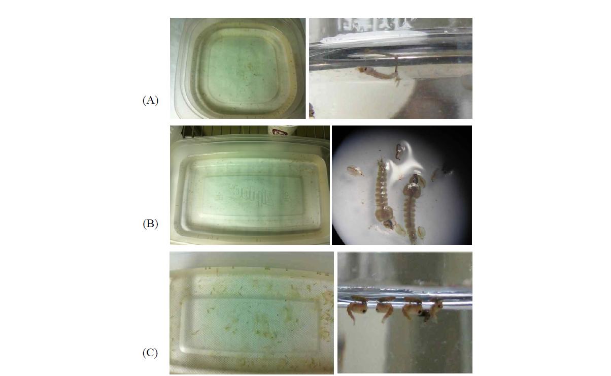 중국얼룩날개모기 유충 사육. 3령기 유충 (A), 4령기 유충 (B), 번데기로 변하기 시작함 (C)