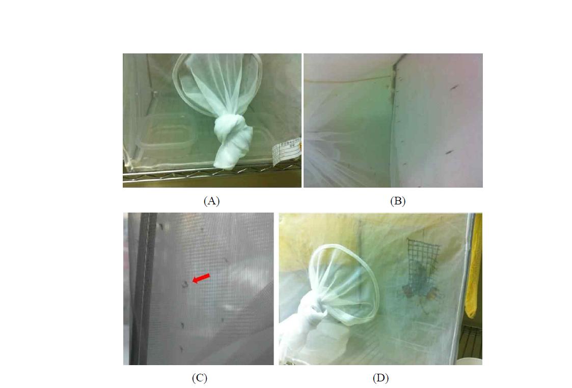 중국얼룩날개모기 성충의 사육. 우화한 성충을 사육케이지로 옮긴 후 (A, B) 자연 교미를 유도(red arrow)하였고 (C), 교미 후 암컷모기의 알의 성숙을 위해 혈액을 제공하였음 (D)