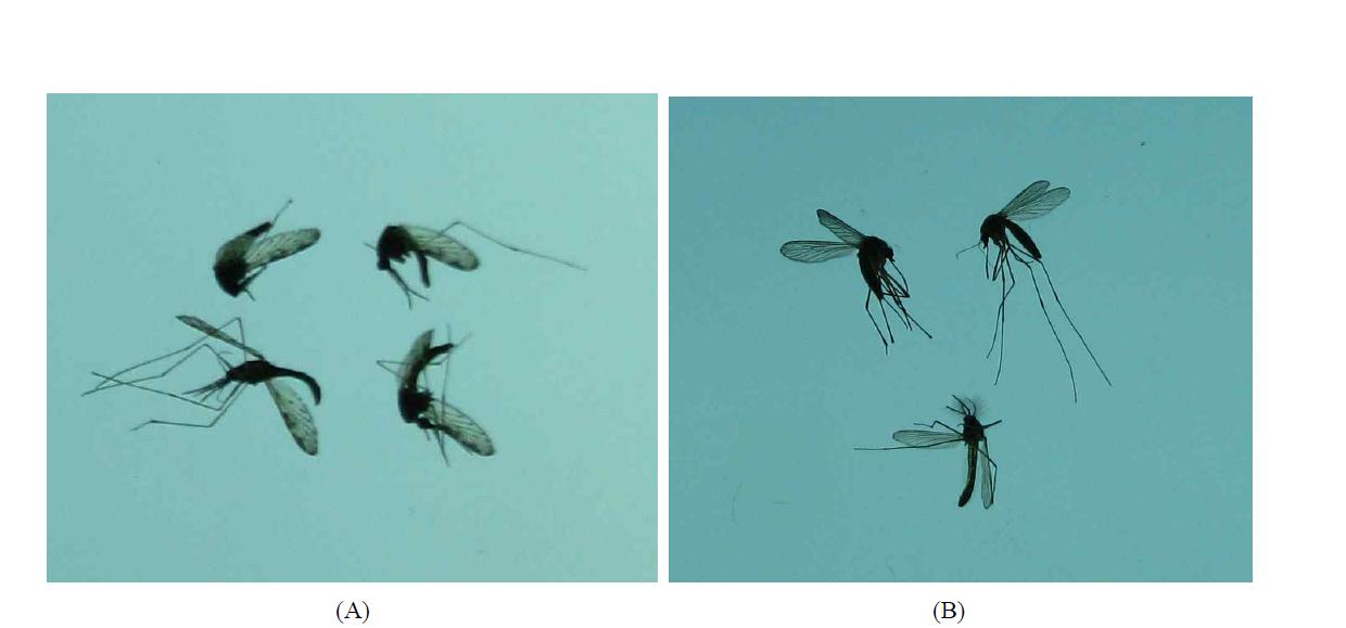 축사에서 포획한 중국얼룩날개모기 (A)와 집모기 (B).