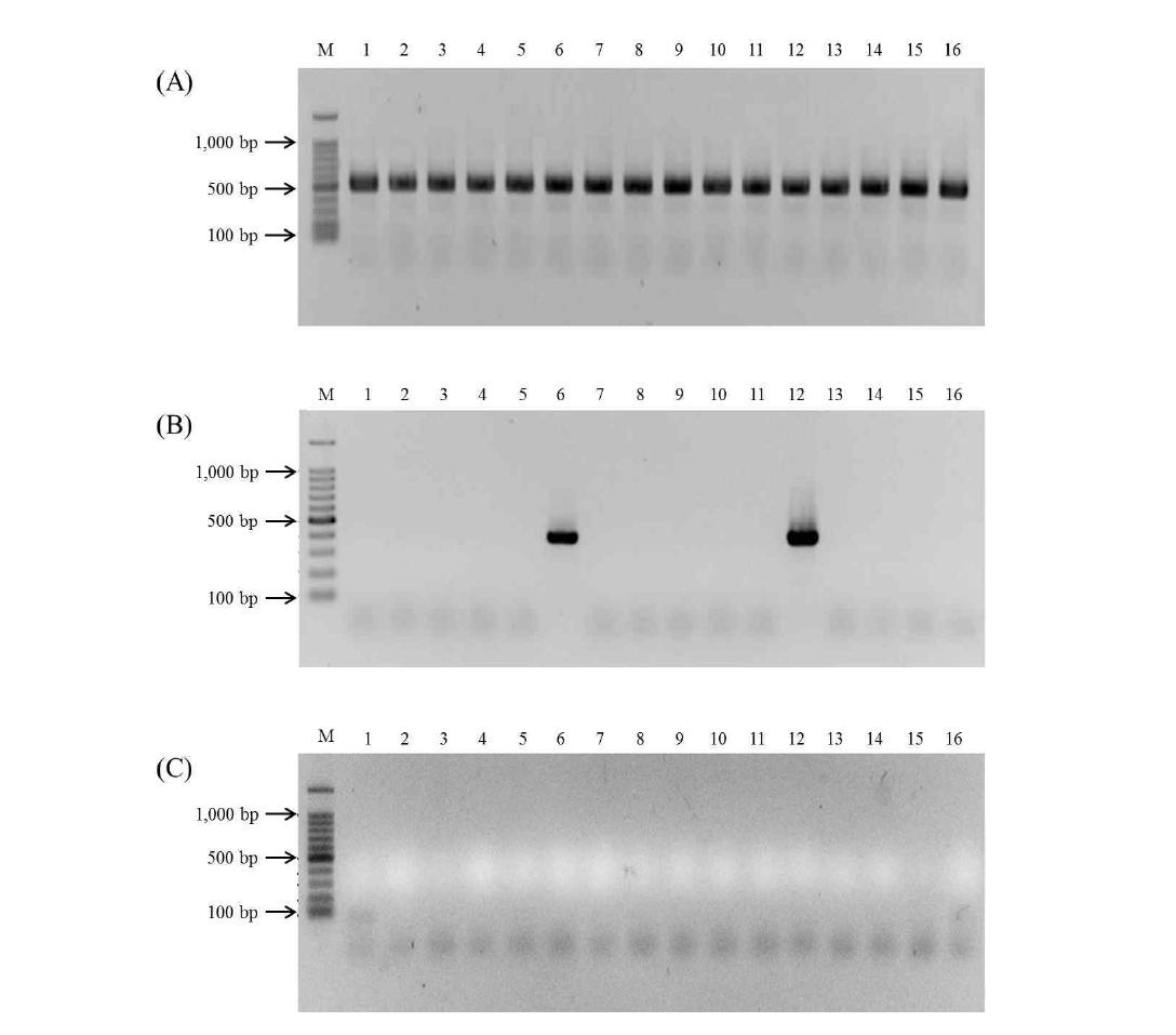 Agarose gel electrophoresis of PCR for Anopheles spp. identification. (A) An. sinensis. (B) An. lesteri. (C) An. pullus.