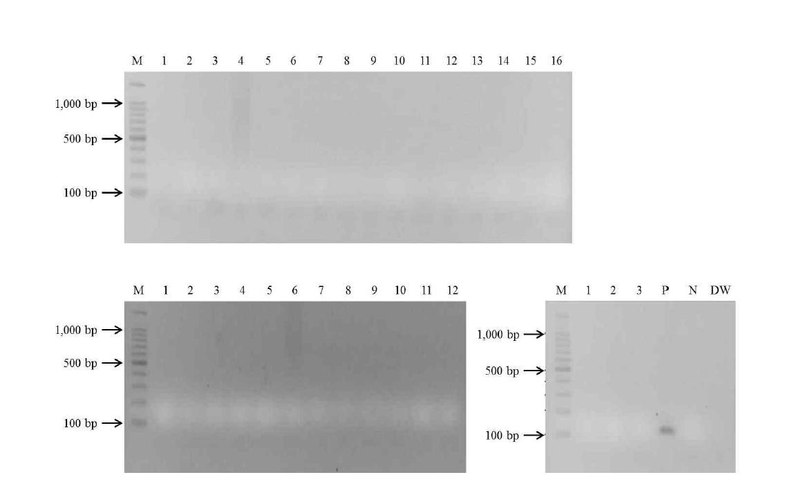 Agarose gel electrophoresis of nested PCR for detection of P. vivax sporozoite. P; Positive control, N; Negative control, DW; Distilled water.