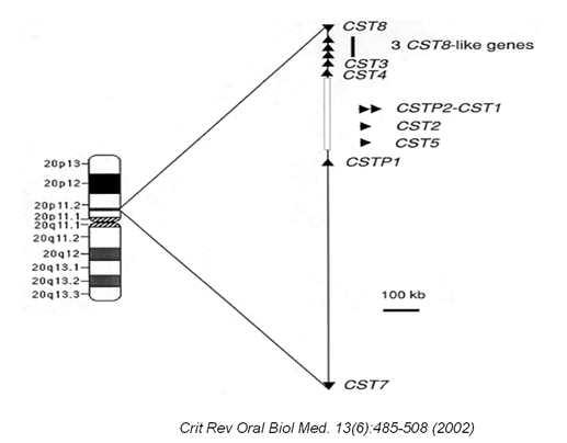 cystatin family의 염색체 위치는 20p11.2에 cluster로 위치하며 현재 13개의 CST가 보고됨