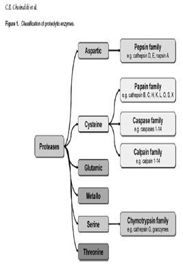 protease의 종류. cysteine protease는 papain, caspase, calpain 류의 많은 종류의 protease를 포함하며 cysteine protease inhibitor인 cystatin 역시 각각의 특이적 또는 공통적 억제 작용을 보임. 출처-Apoptosis, 2006