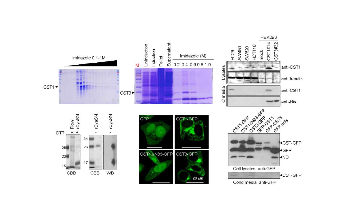 CST1과 CST3의 단백질 분리 정제 및 CST1의 항체 생산