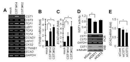 소화기암 세포주에서 CST1의 과발현에 따른 E-cadherin mRNA의 발현 패턴 조사