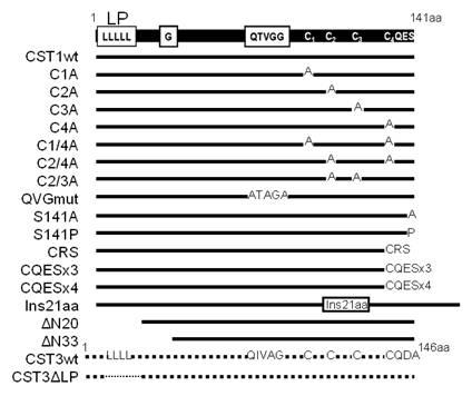 CST1의 mutant 발현 유전자 제작 및 분석