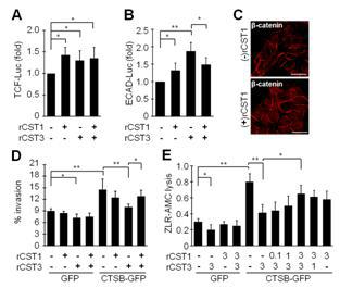 CST1-CST3의 상호결합에 의한 cathepsin B의 proteolytic activity의 조절