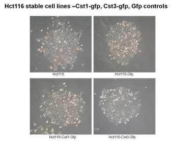 CST1-CST3의 안정 세포주 구축