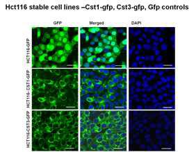 세포내 CST1-CST3 단백질의 subcellular localization 분석.