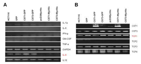 세포내 CST1-CST3의 발현에 따른 IL-8의 전사 수준을 분석.