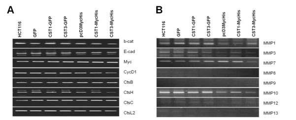 세포내 CST1-CST3의 발현에 따른 IL-8의 전사 수준을 분석.