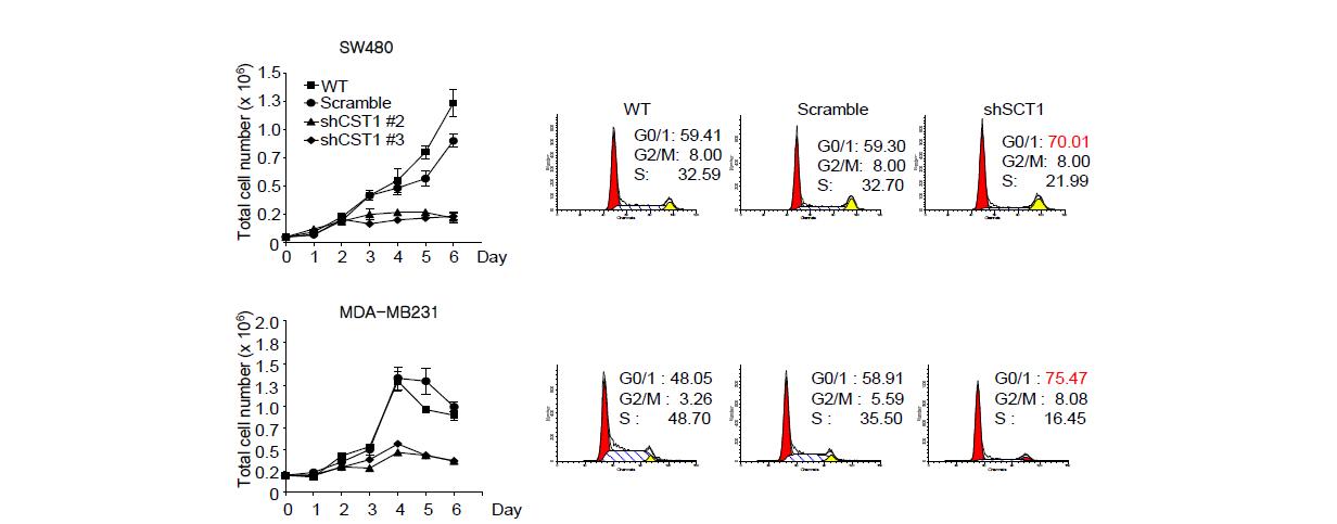 CST1 유전자 결핍에 의한 암세포 분열 조절 분석