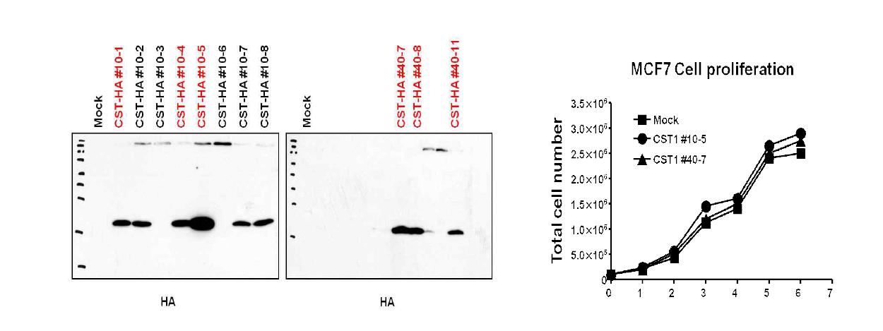 유방암 세포주인 MCF7에서 CST1 과발현 안정 세포주 확립 및 세포 분열 분석.