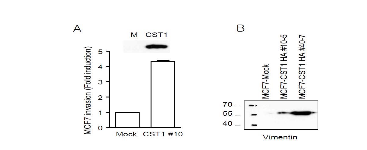 유방암 세포주인 MCF7에서 CST-1 과발현 세포주의 세포침윤 분석.