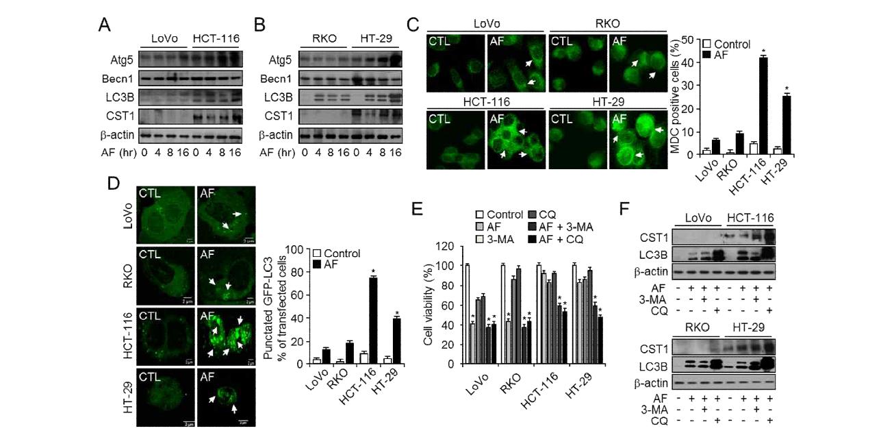 대장암 세포주들에서 CST1 발현에 따른 auranofin 유도의 오토페이지 조절능 분석