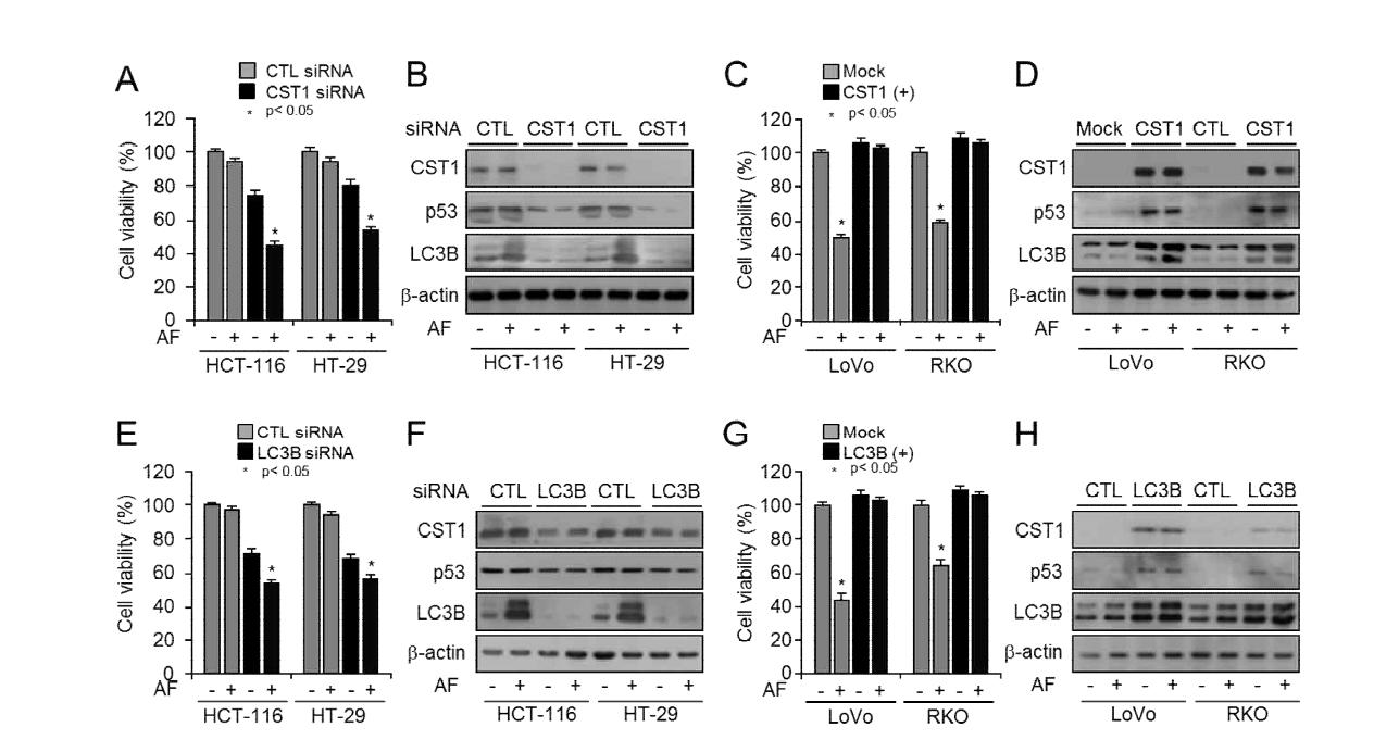 CST1 및 오토페이지 조절능 변화에 따른 세포 생물학적 특성 및 연관성 분석