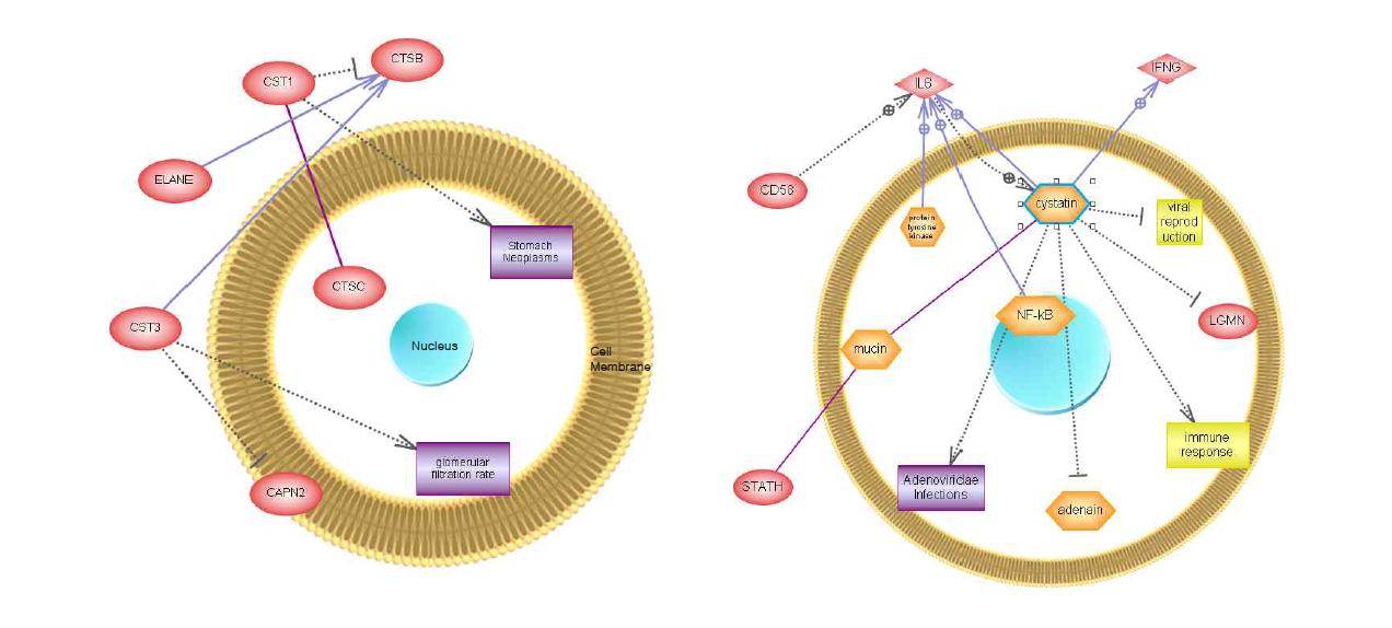 CST1과 CST3의 상관관계 (좌) 및 Cystatin의 생물학적 상관관계및 작용기전 (우)