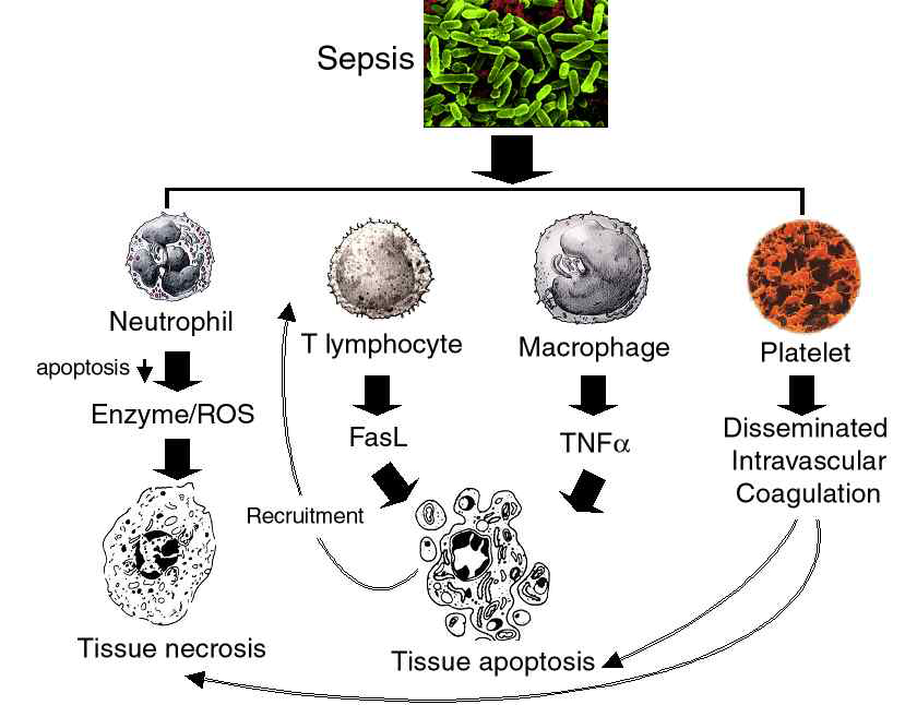 패혈증과 조직손상 기전