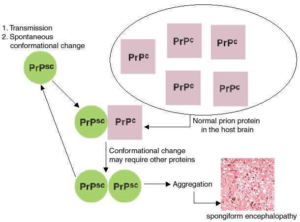 Prion 질환에서 pathogenic prion 단백 (pathogen) 과 정상 숙주 신경세포 prion 단백간의 상호 작용