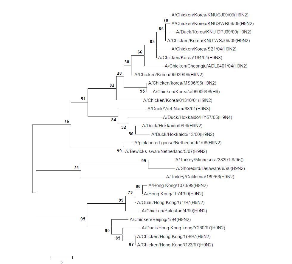 Phylogenetic tree for the H9 HA genes of influenza A viruses