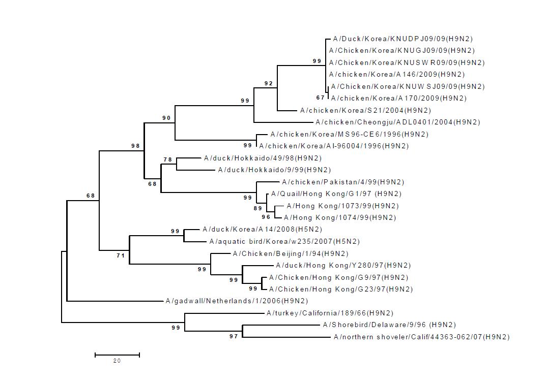 Phylogenetic tree for the NP genes of influenza A viruses