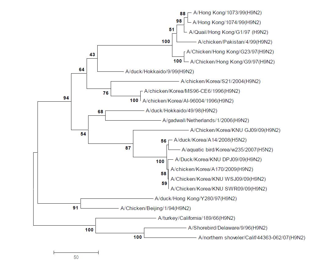 Phylogenetic tree for the PB1 genes of influenza A viruses