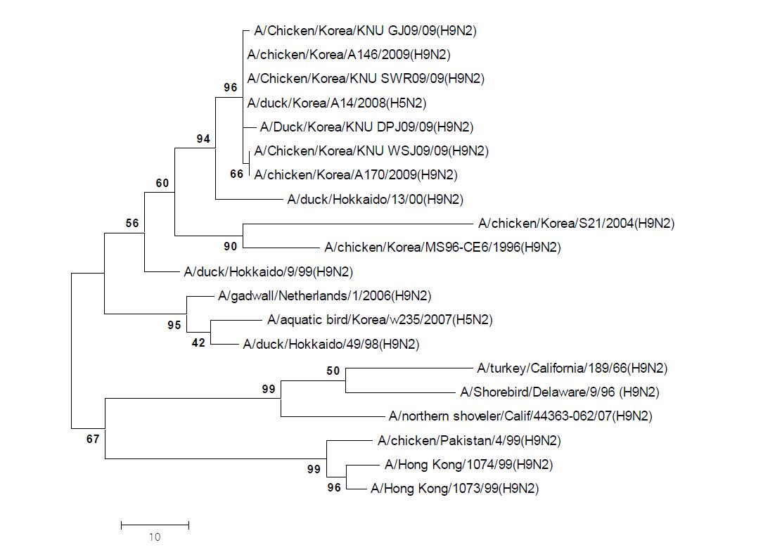 Phylogenetic tree for the M genes of influenza A viruses