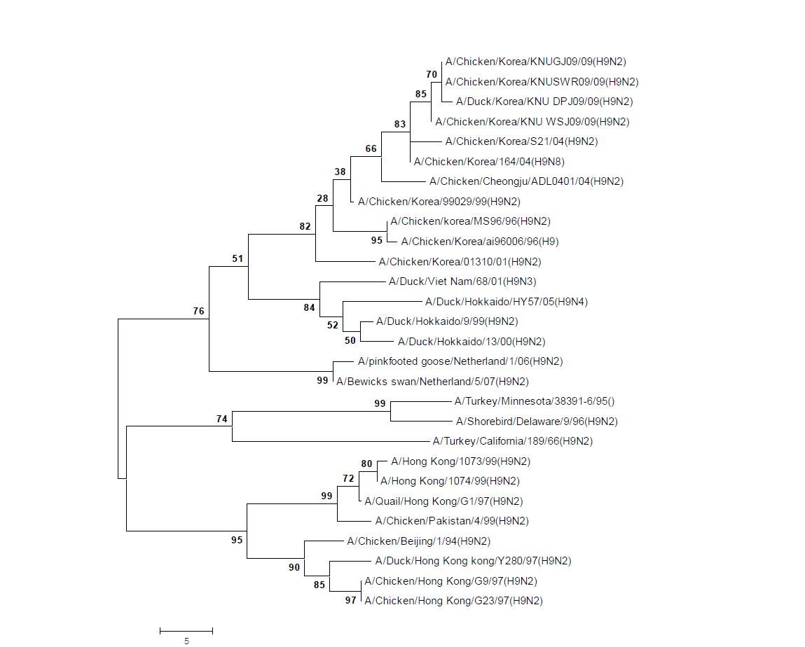 Phylogenetic tree for the H9 HA genes of influenza A viruses