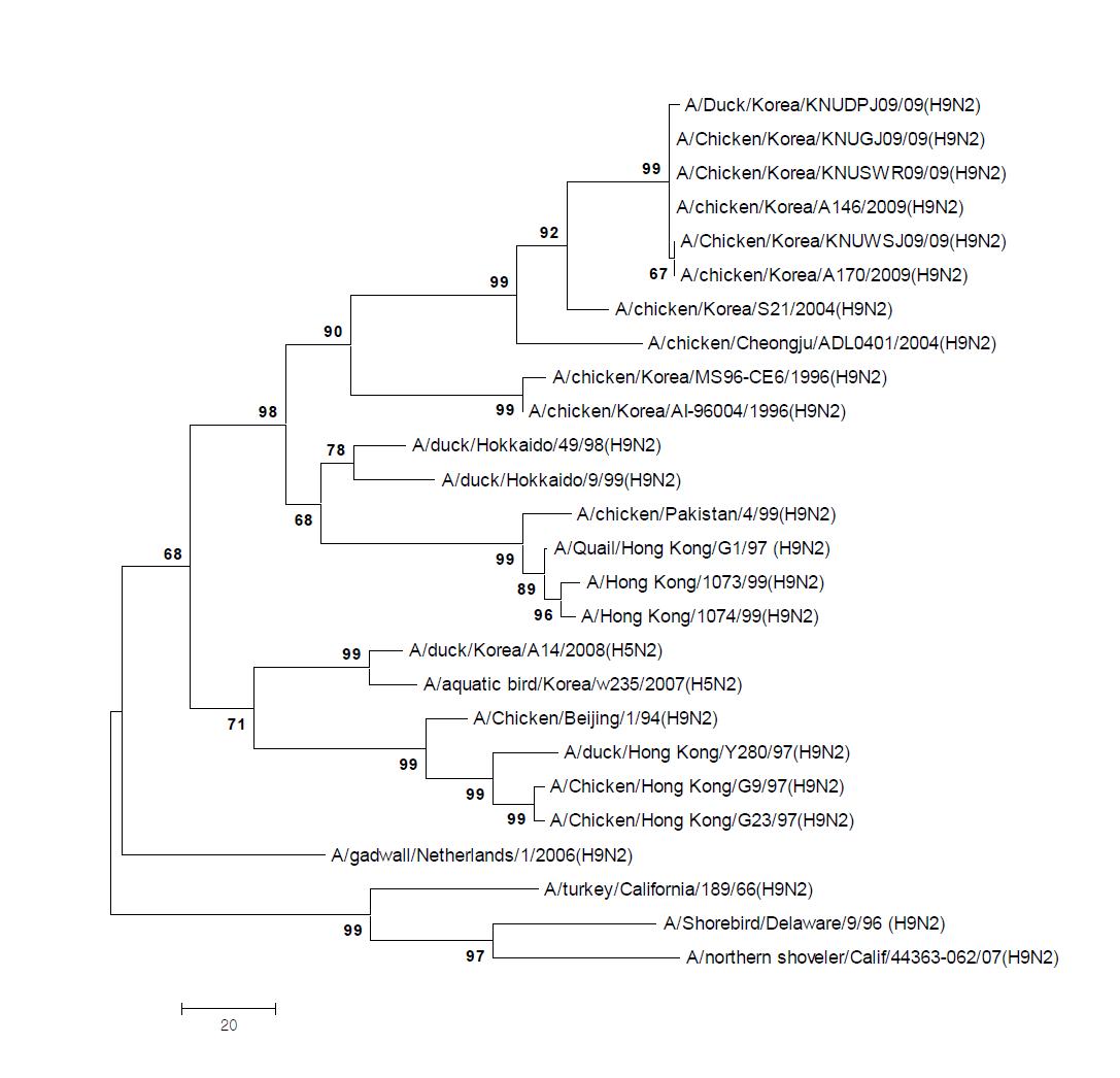 Phylogenetic tree for the NP genes of influenza A viruses