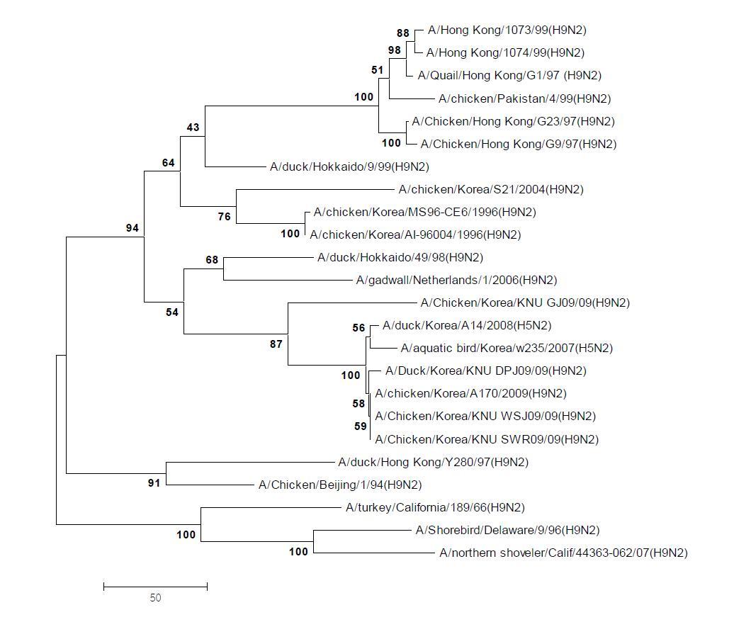 Phylogenetic tree for the PB1 genes of influenza A viruses