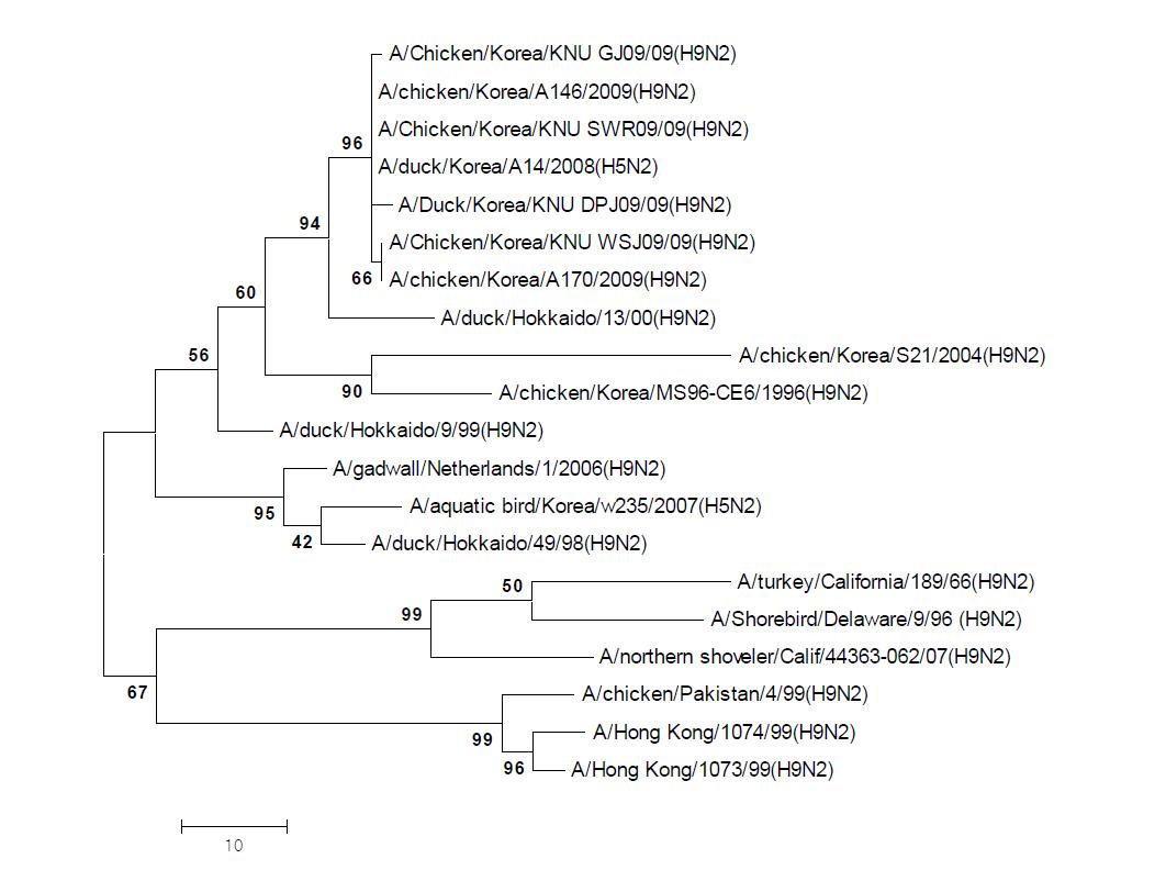 Phylogenetic tree for the M genes of influenza A viruses