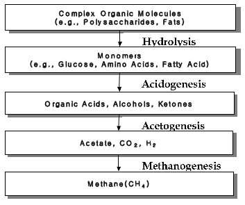 혐기성 소화의 유기물 분해 과정