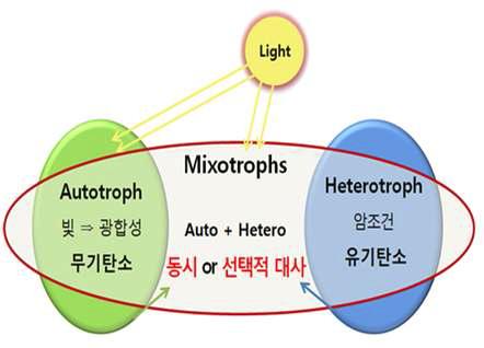 Mixotrophic microalgae 대사의 장점 및 개념도