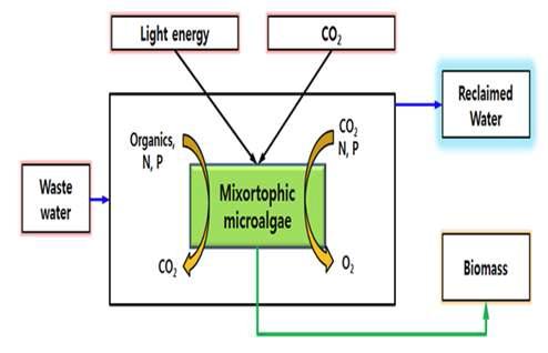 Mixotrophic microalgae를 이용한 음폐수 고도처리 개념도