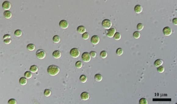 Chlorella vulgaris 의 현미경 사진