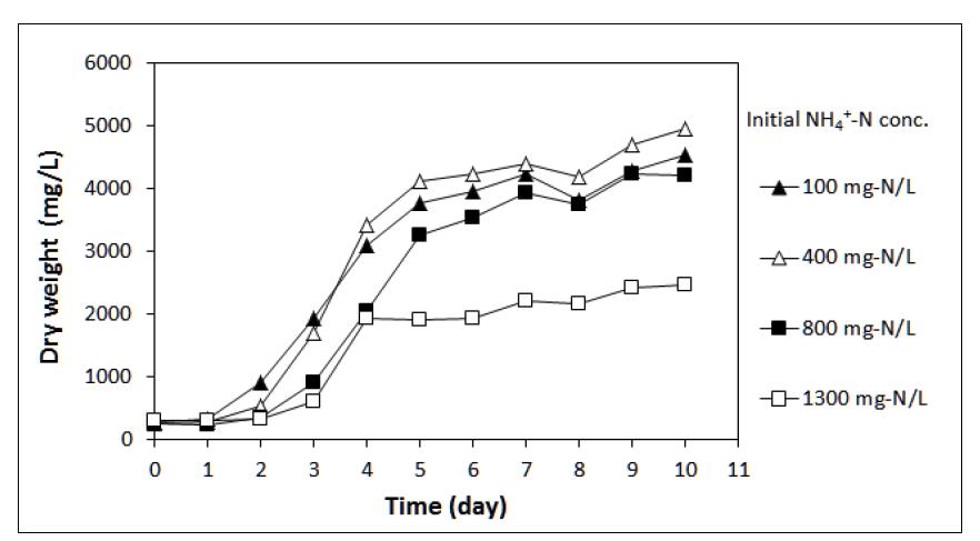 NH4 + 농도에 따른 Chlorella vulgaris의 성장