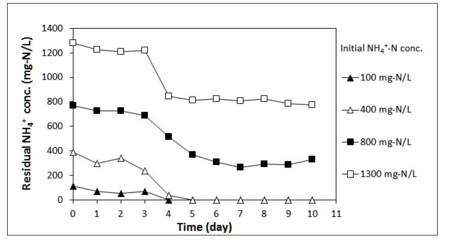 초기 NH4 + 농도에 따른 NH4-N의 농도 변화