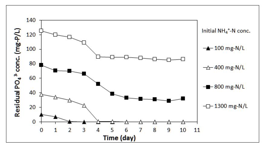 초기 NH4 + 농도에 따른 PO4-P의 농도 변화