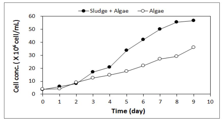 미세조류 단일 조건 및 미세조류와 슬러지의 co-culture 조건에서 성장하는 미세조류의 cell conc.