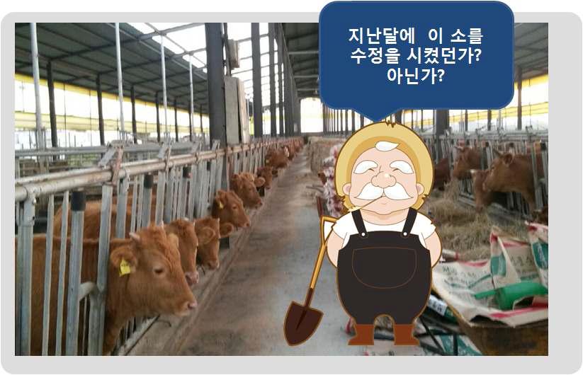 대규모 사육농가에서의 번식관리 문제점