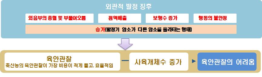 발정의 외관적 징후와 육안관찰의 한계점