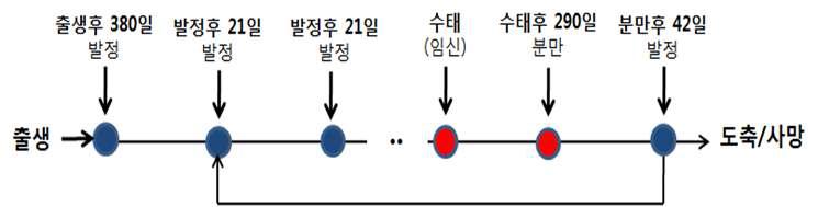 암소의 발정주기