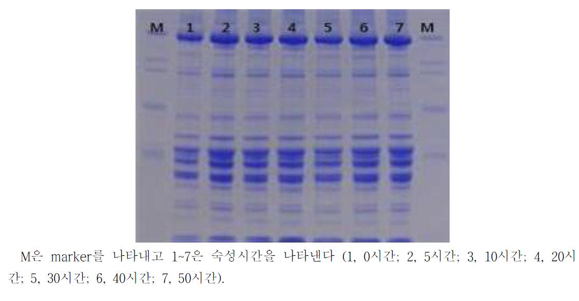 0℃에서 숙성시킨 황아귀육의 SDS-PAGE.