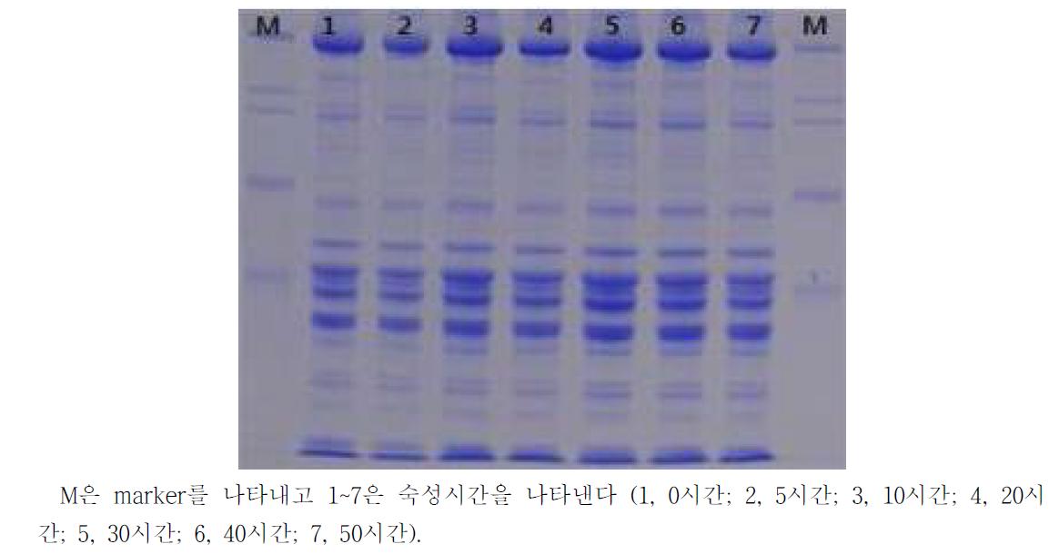 4℃에서 숙성시킨 황아귀육의 SDS-PAGE